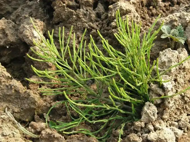 问荆图片问荆野菜图片