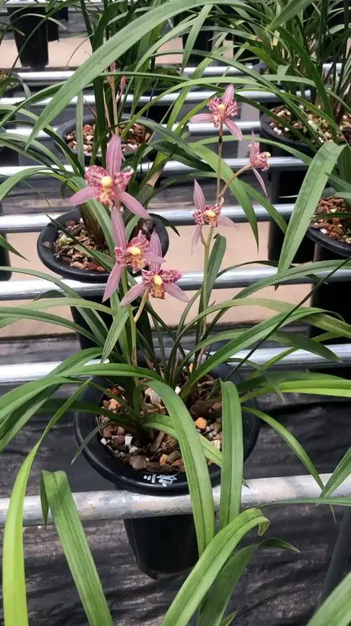 兰花建兰红三娘色彩鲜艳易花易芽