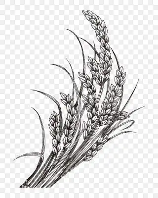 手绘水稻谷物矢量图