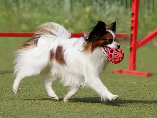 风靡一时的蝴蝶犬近些年来却很少人养了,原因竟是.