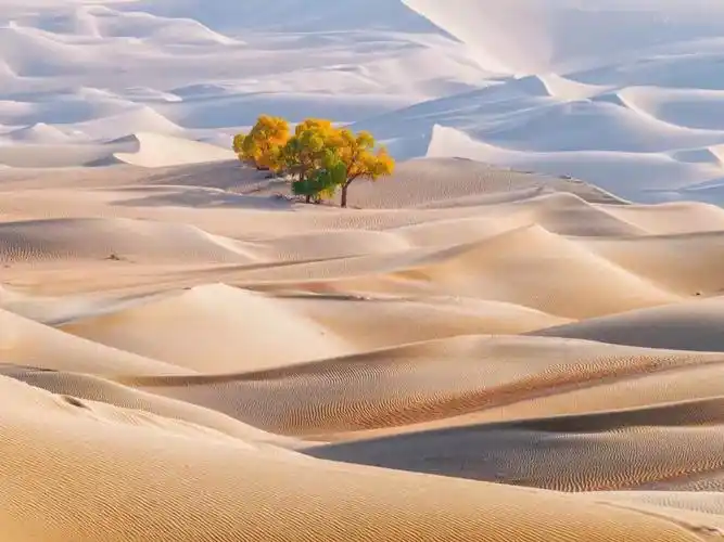 世界第二大沙漠