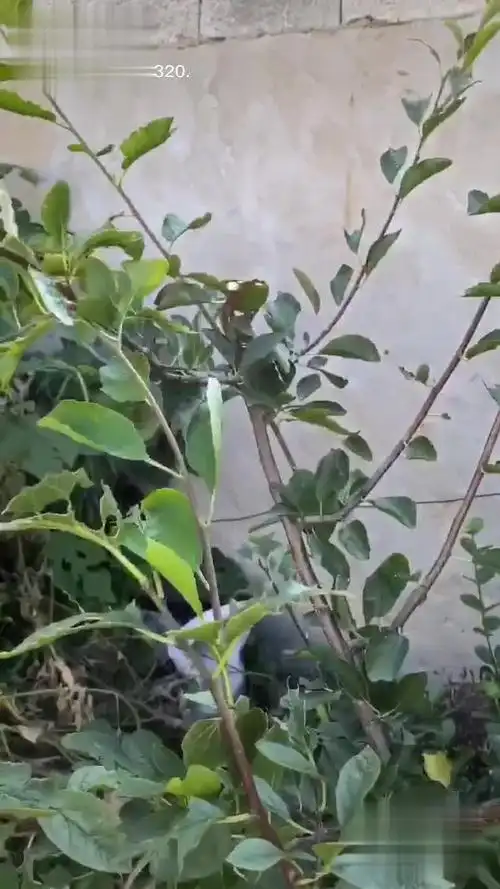 西梅树苗的修剪技术泽雨苗圃 三农种植 果树管理技术 西梅树修剪技术