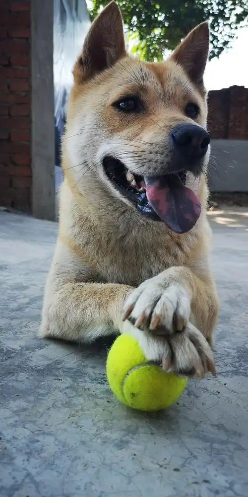老兵家的中华田园犬大黄