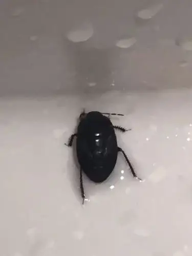 这种黑色的是什么昆虫,家里一夜之间多了好多只,壳还有点硬的.