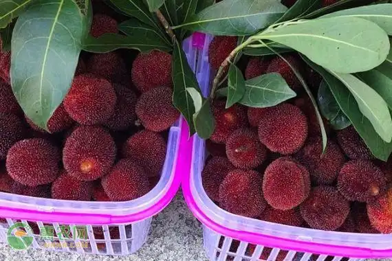 浙江杨梅排名前十名