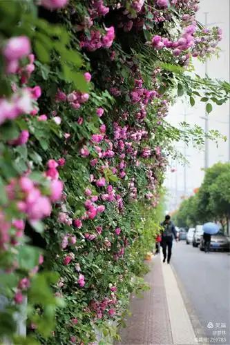 网红多年的蔷薇花墙依然惊艳