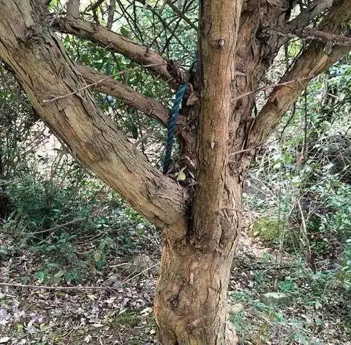 此为"帝王木",目前极为珍贵,请转告家乡人,别再砍它当柴烧!