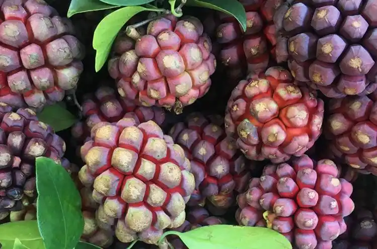 农聚源 【xj】黑老虎布福娜果新鲜水果恶魔果实奇异果冷饭团大血藤果