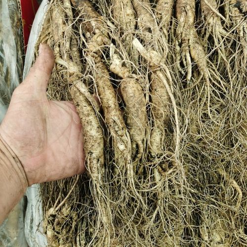 新鲜人参现挖带土长白山人参野山参新鲜东北人参泡酒煲汤养生人参