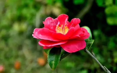 美丽的山茶花高清桌面壁纸