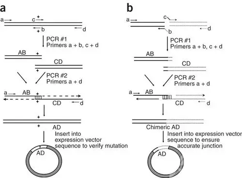 你用的应该是第二种overlap pcr法.