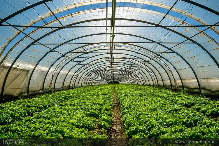 大棚里的蔬菜高清摄影图片