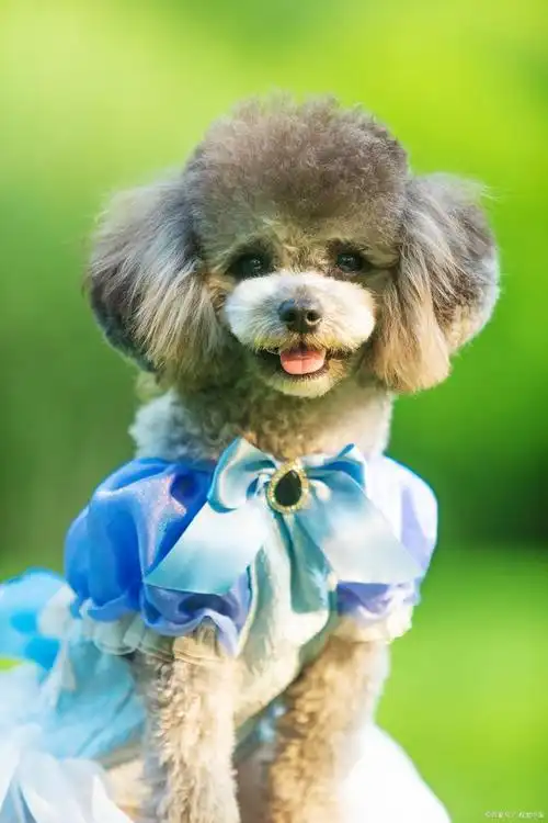 泰迪狗的时尚秀:怎么剪毛才好看?