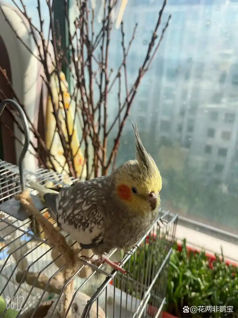 玄凤# #玄凤鹦鹉图片# #图片分享# #珍珠玄凤