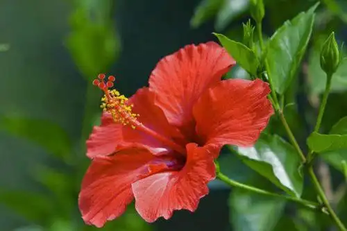 扶桑花有什么寓意