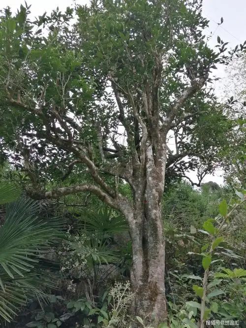 实拍湖南省江华县一颗很大的老茶树组图