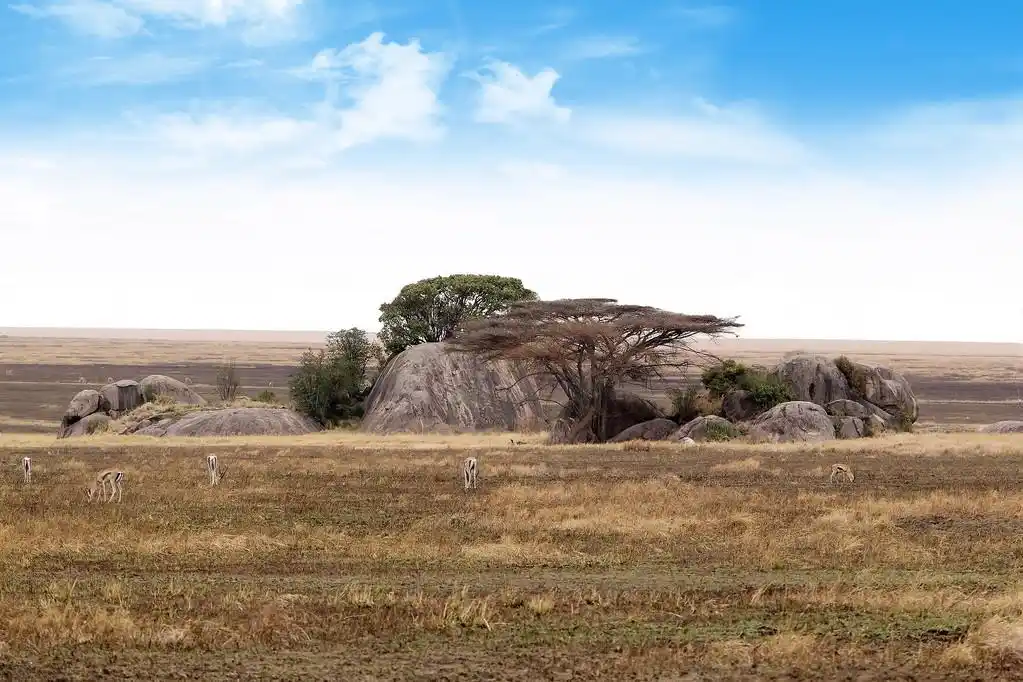 非洲大草原,非洲热带稀树草原与羚羊