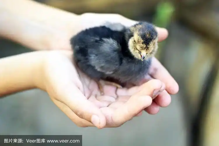 黑小鸡在孩子手里