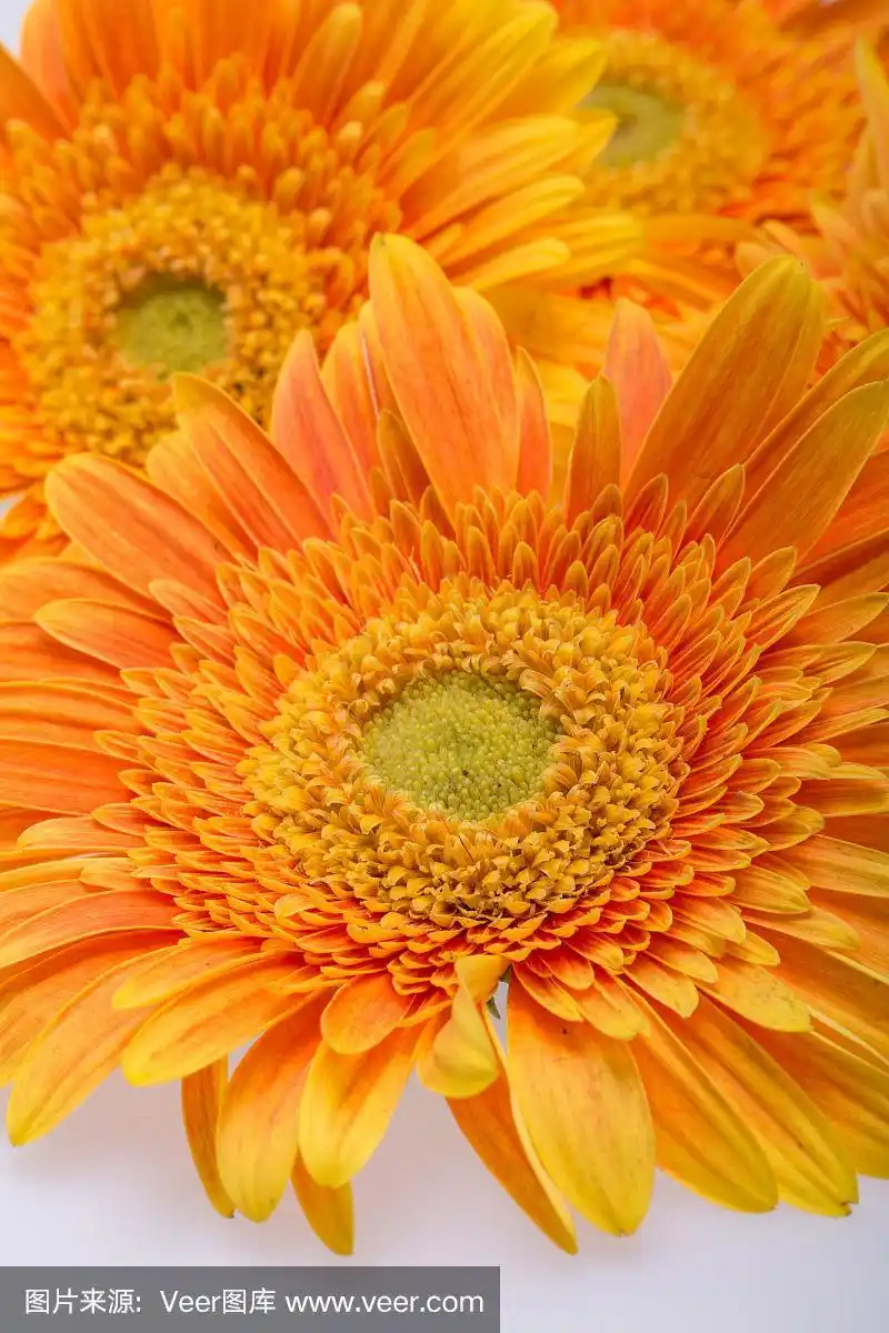 微妙的橙色非洲菊花在白色的背景