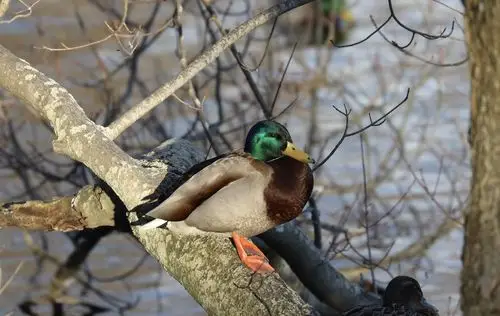 麻花鸭的嘴到底有多硬?