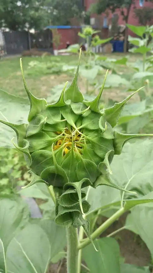 向日葵生长日记