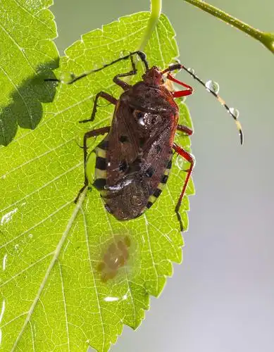 椿象的幸福生活
