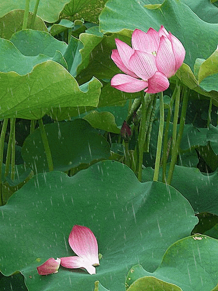 450_600竖版 竖屏gif 动态图 动图