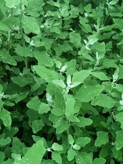 中文学名:灰灰菜,拉丁学名:chenopodium album linn 别称:藜,野灰菜