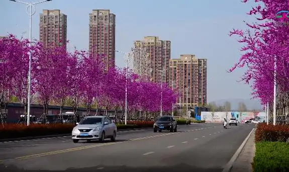 一年之计在于春仰韶大道绿化景观提升项目全面掀起绿化高潮