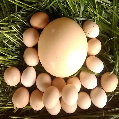 大号食用鸵鸟蛋 巨无霸鸵鸟蛋一件包邮 新鲜可食用鸵鸟蛋-阿里巴巴