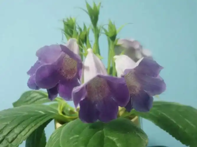 大岩桐种子丰收啦