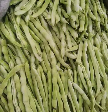 顺平白不老豆角大量上市