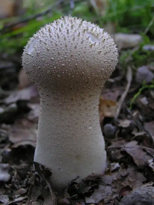 植物世界药用菌体灰孢