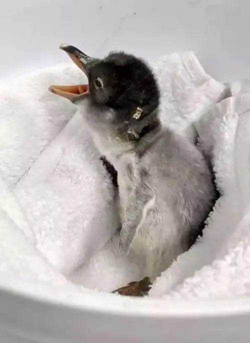 企鹅蛋生季南京海底世界洪堡企鹅三兄弟超帅来袭可萌可撩可骄傲