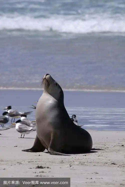 澳大利亚海狮
