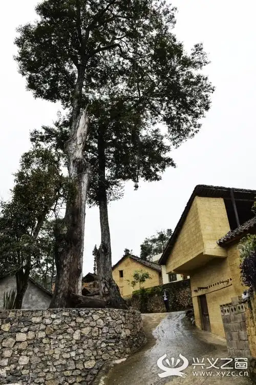 普梯探访金丝榔:张扬着一种生命的力量
