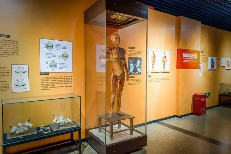 北京自然博物馆原来有这么多好看好玩的!_展览