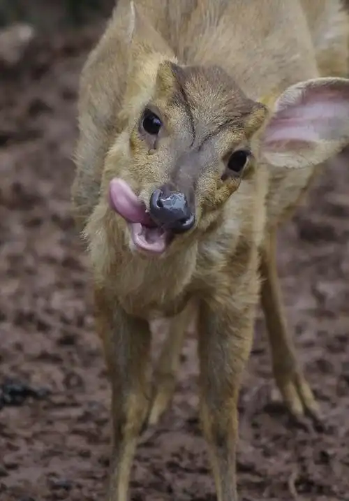 【宾得k-x双套头学拍黄猄摄影图片】广州动物园生活摄影_好学老翁