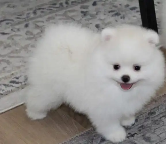 求鉴定博美or银狐串串