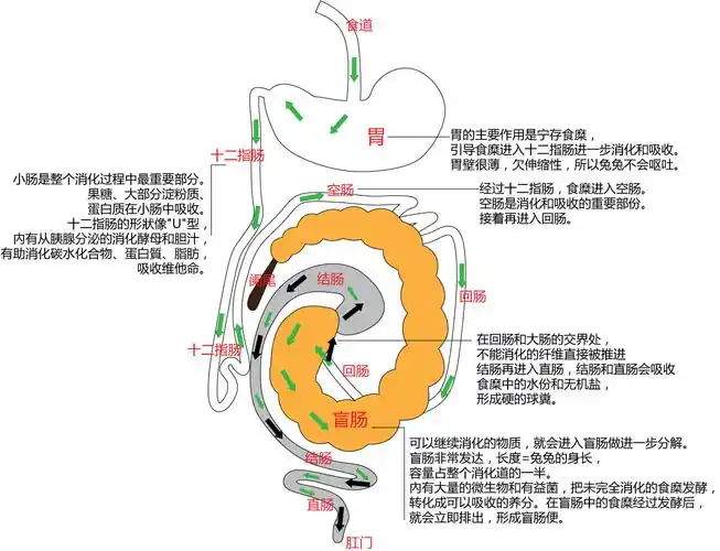 食物在人体内的消化吸收全过程