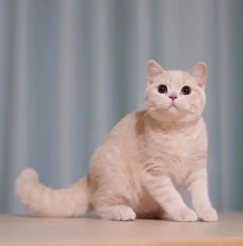 乳色英短你值得拥有