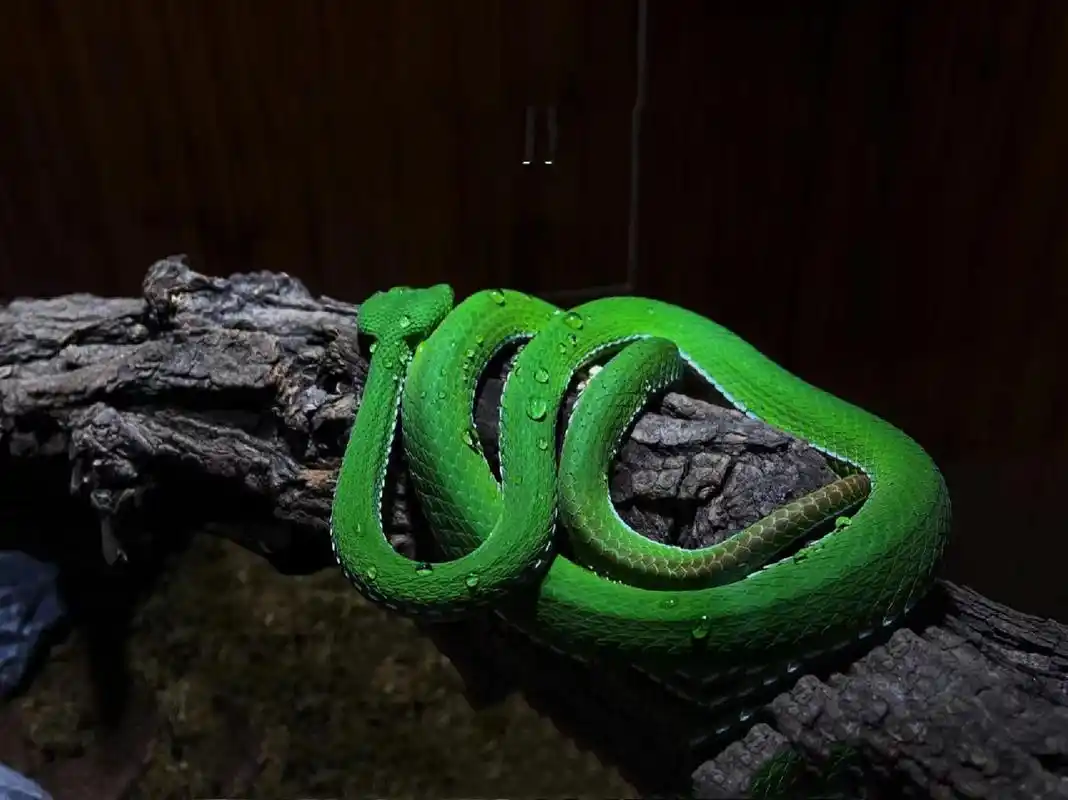 竹叶青蛇 宠物大师摄影 竹叶青蛇(学名:trimeresurus stejnegeri)是蝰