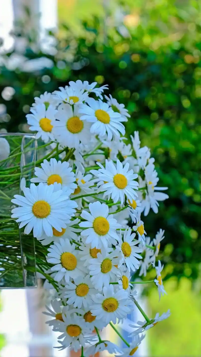 如果感到生活很累,不妨试试小雏菊壁纸!赏心悦目 "雏菊的花语 - 抖音