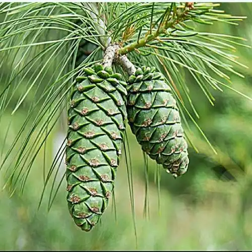 树苗大苗果松巴西松子东北象牙松籽坚果结果果树