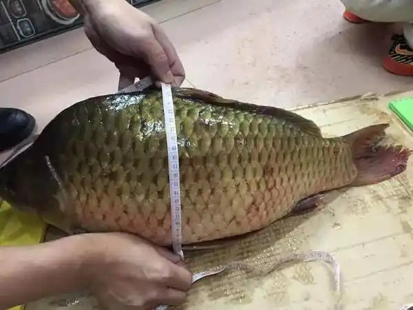 2017年2月27日,广东番禹钓友温硕科在南沙同兴钓场钓获的这条鲫鱼重达
