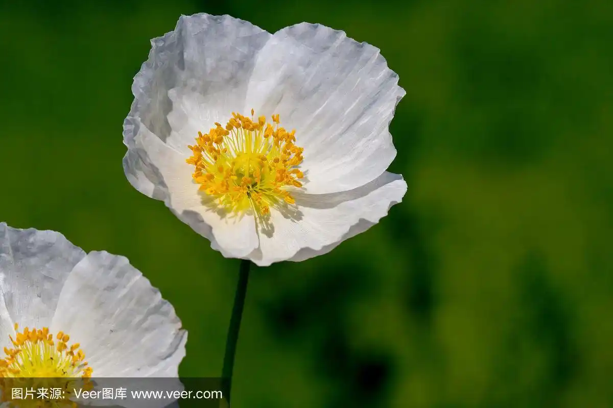 白色的罂粟花