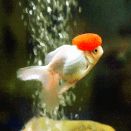 漂亮的金鱼gif表情