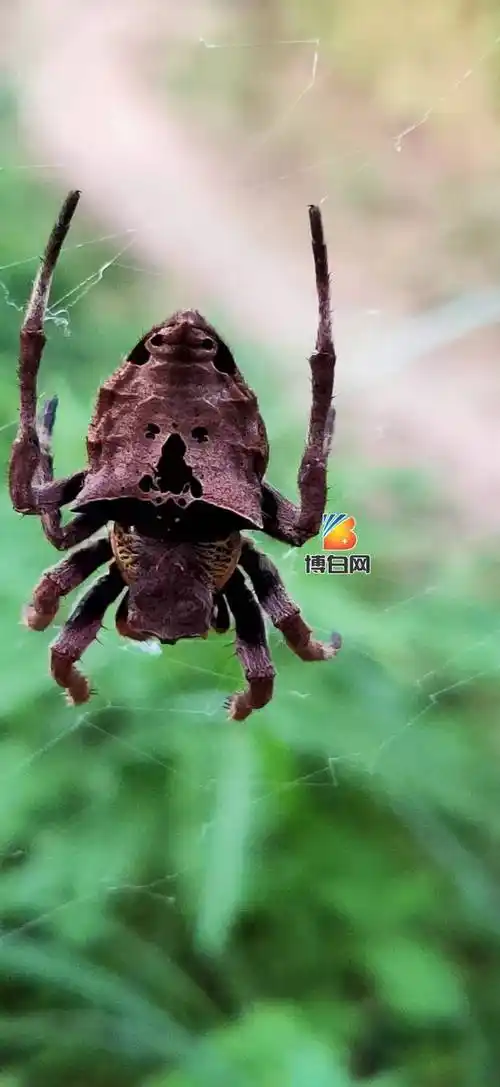 中秋节傍晚,博白惊现鬼面蜘蛛,捕食速度惊人!_刘先生_飞虫_样子