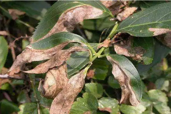 樱花树病虫害图片及防治