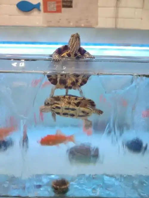 原来乌龟不能一直生活在水里!看到乌龟的"救命"操作,心酸又搞笑